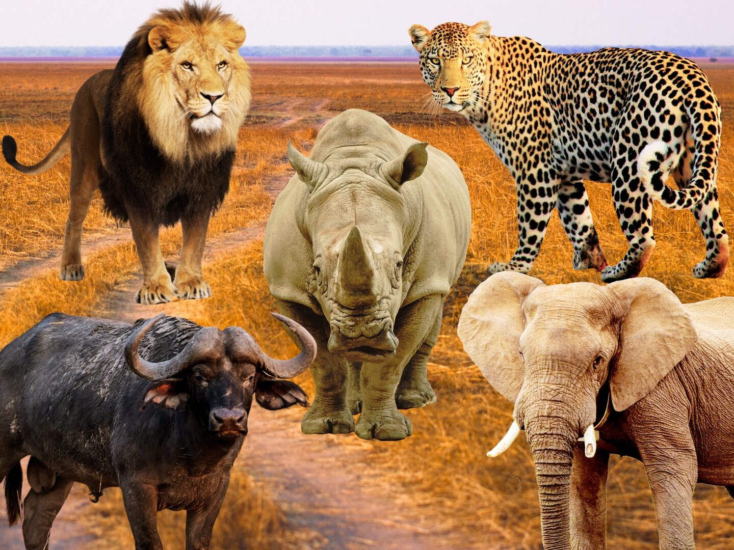 Big 5